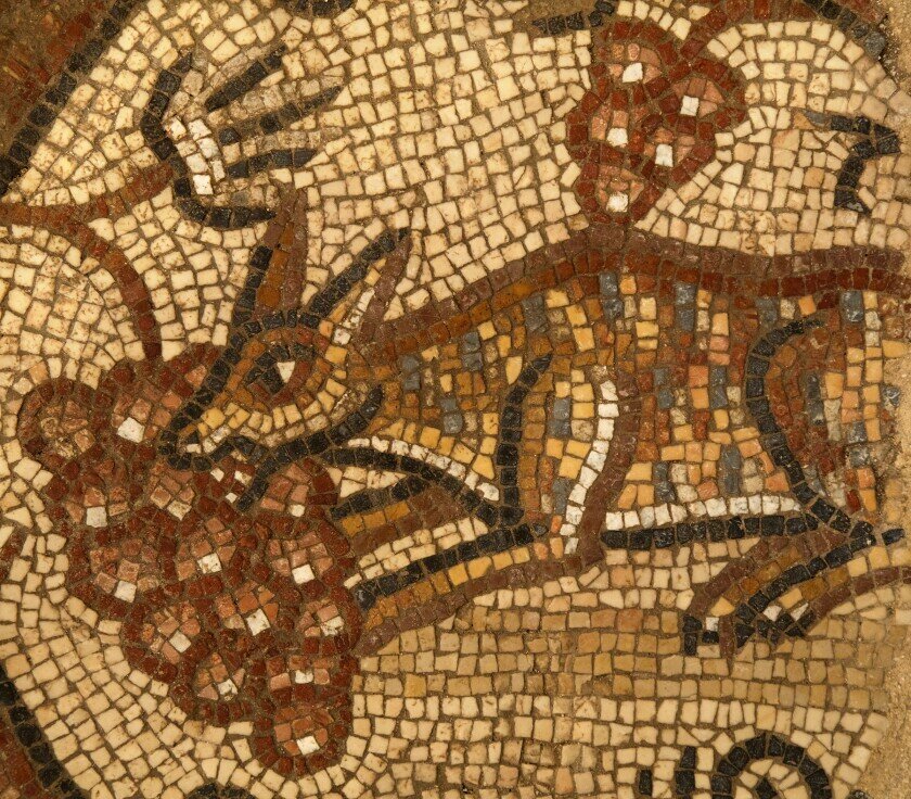 Image of a fox eating grapes in a Huqoq synagogue mosaic. Credit: Jim Haberman