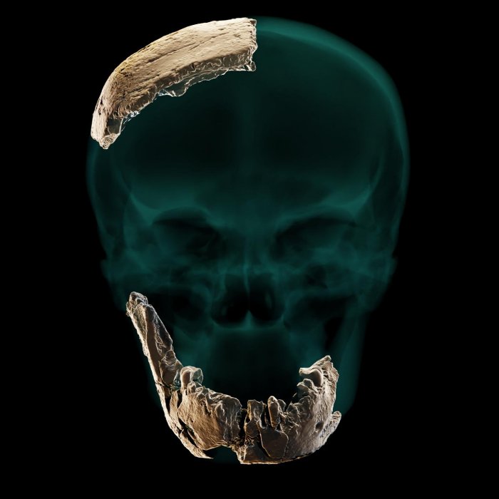 .Static skull & mandible & parietal orthographic. Credit: Tel Aviv University