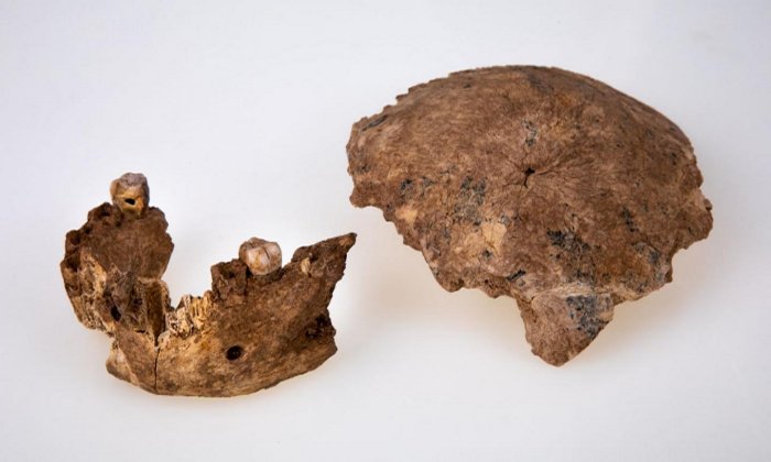 Fossil remains of skull and jaw. Credit: Tel Aviv University