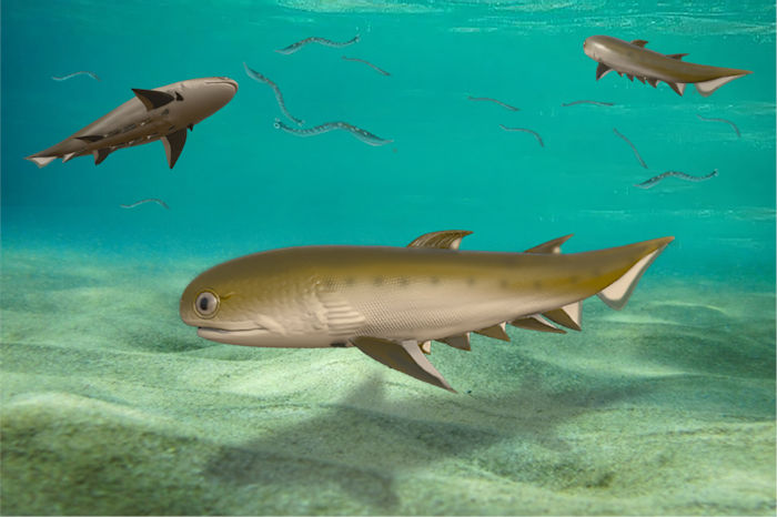 Humans' Oldest Jawed Ancestor Is A 439-Million-Year-Old Spiky Shark - Surprising Discovery Shows