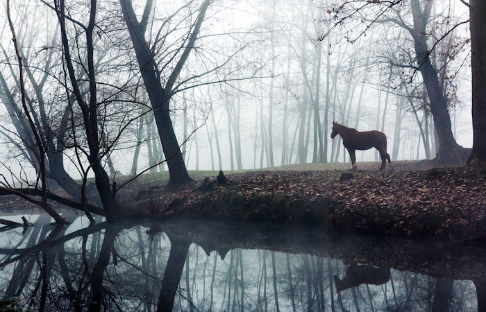 Kelpie - Supernatural Horse-Liked Creature Lures Humans To Death In Scottish Lore