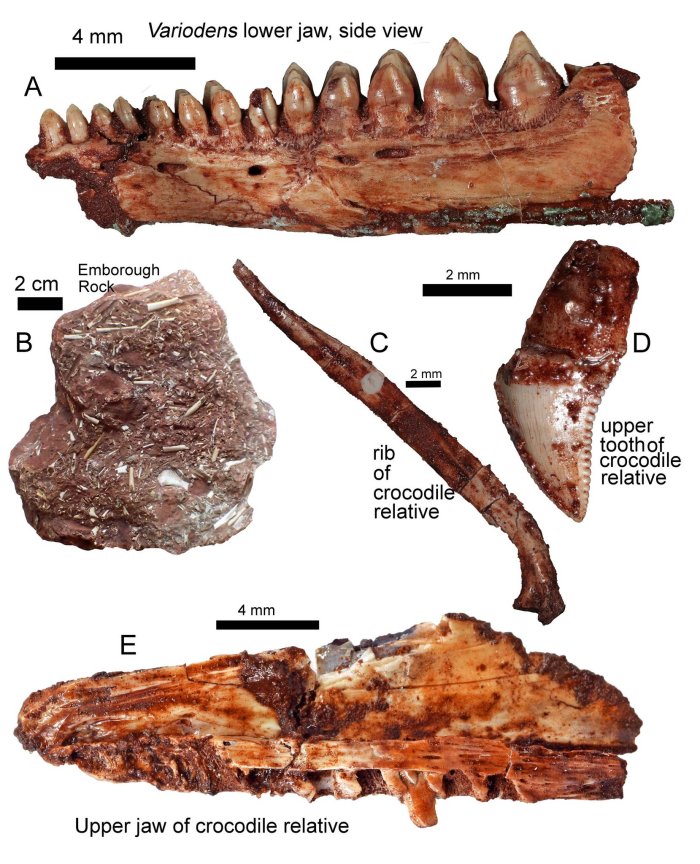 200-Million-Year-Old Flying Reptile Kuehneosaurus Discovered In Somerset, UK