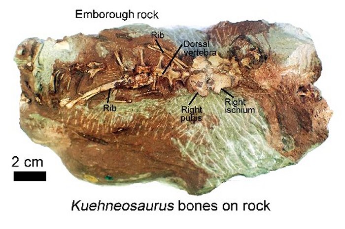 200-Million-Year-Old Flying Reptile Kuehneosaurus Discovered In Somerset, UK 