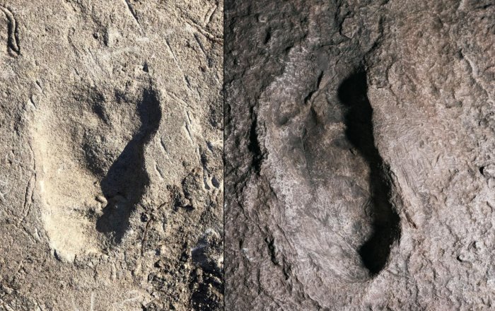 Comparing the A3 (pH๏τo on left) and G footprints revealed that the A3 and G footprints differ in width. On right is a cast of G1. (PH๏τos by Jeremy DeSilva [left] and Eli Burakian ’00)