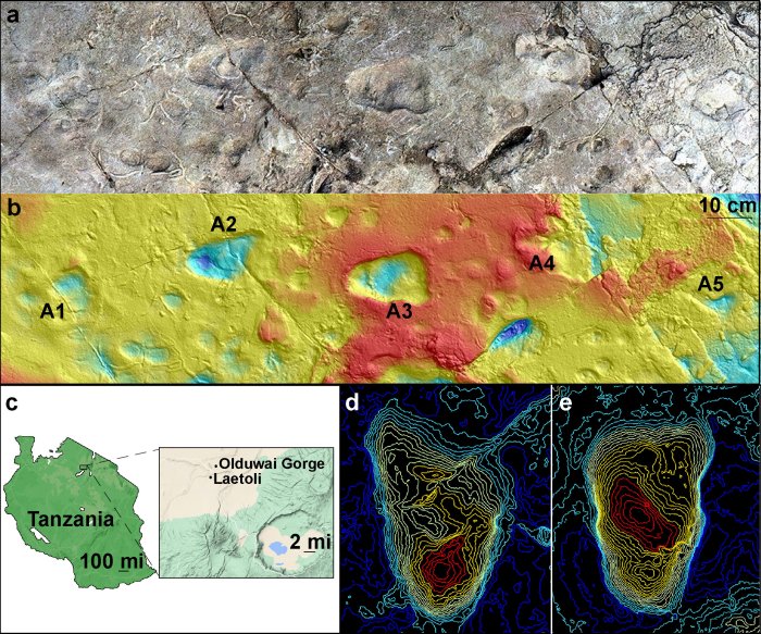 Model of Laetoli Site A using pH๏τogrammetry showing five hominin footprints (a); and corresponding contour map of the site at Laetoli, Tanzania, generated from a 3D surface scan (b); map showing Laetoli, which is located within the Ngorongoro Conservation Area in northern Tanzania, south of Olduvai Gorge (c); topographical maps of A2 footprint (d) and A3 footprint (e). Credit: Images (a) and (b) by Austin C. Hill and Catherine Miller. Image (c): Illustration using GoogleMaps by Ellison McNutt. Images (d) and (e) by Stephen Gaughan and James Adams.