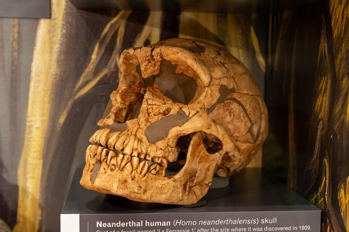 Why Is La Ferrᴀssie Man A Unique And Famous Neanderthal?