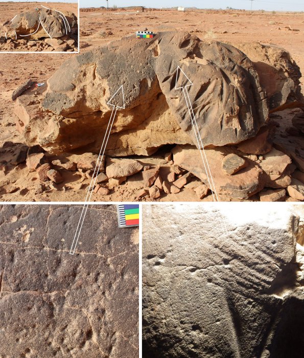 Unique Life-Sized Camel Carvings In Northern Arabia Are Much Older Than Previously Thought