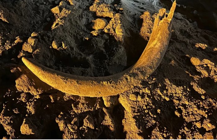 Large Mammoth Tusk And Bones Buried For Thousands Of Years Found In North Dakota