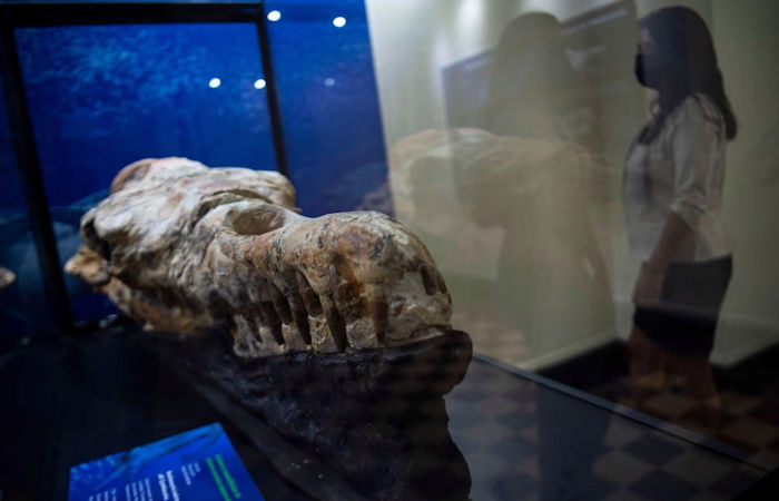 Huge 36-Million-Year-Old Skull Of Fearsome Marine Monster Discovered In Peru