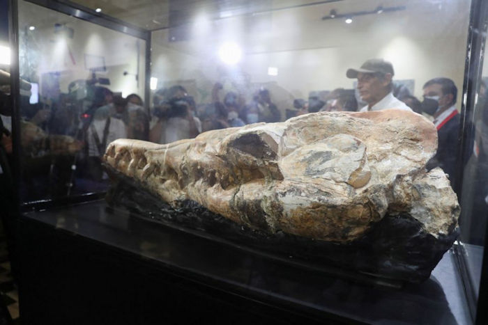 Huge 36-Million-Year-Old Skull Of Fearsome Marine Monster Discovered In Peru