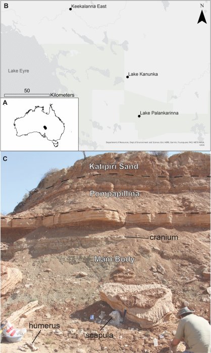 Quarter-Ton Marsupial Roamed Long Distances Across Australia's Arid Interior, Reveals 3D-Scanning Study