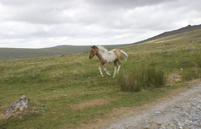  Medieval Warhorses Were Pony-Sized And Much Smaller Than Previously Thought