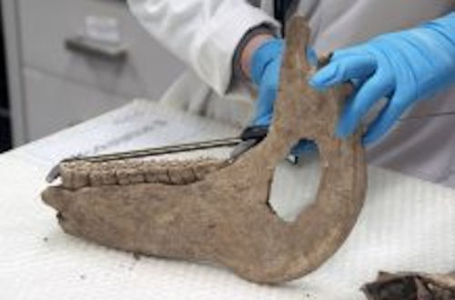  Medieval Warhorses Were Pony-Sized And Much Smaller Than Previously Thought