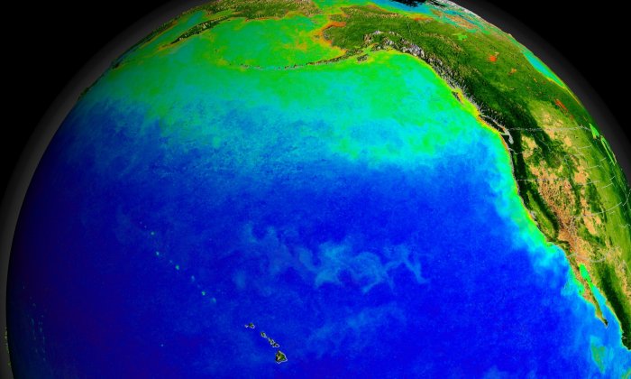 The Pacific Ocean's currents support a diverse ecosystem, seen here from space with green indicating blooms of pH๏τosynthesizing plankton. Warmer currents during the ice age may also have supported early human settlements. Credit: NASA/Goddard Space Flight Center, The SeaWiFS Project and GeoEye, Scientific Visualization Studio