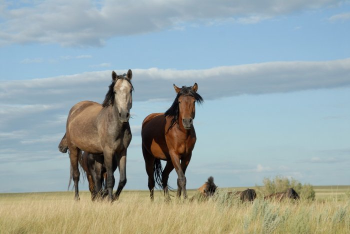 Milk Enabled Mᴀssive Steppe Migration