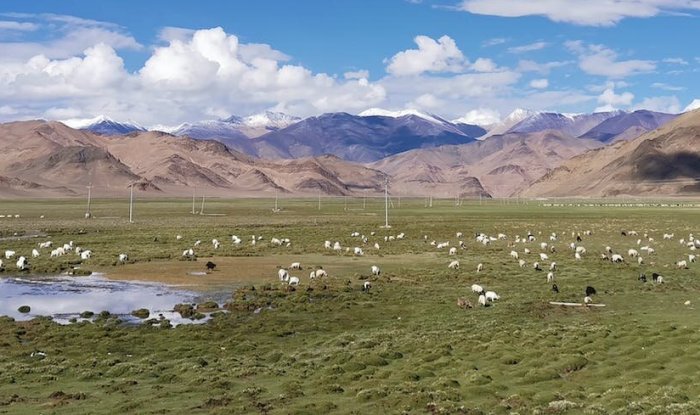 Modern pastures on the highland Tibetan Plateau. Credit: Li Tang, Author provided