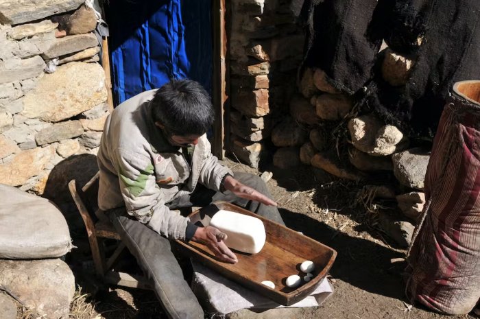 Today, dairy is an important part of modern Tibetan food and culture. Li Tang, Author provided