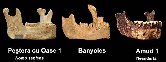 Mysterious Jawbone May Represent Earliest Presence Of Humans In Europe