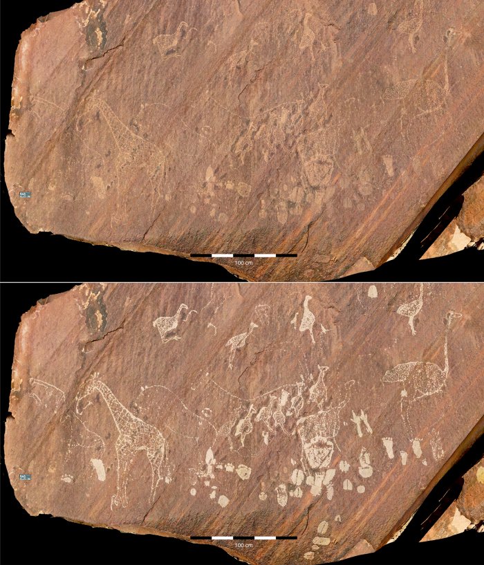 Exceptional panel from the RAS 6 rock art site. RAS 6-C is the most visible panel of RAS 6, featuring depictions of extraordinarily detailed giraffes and ostriches (above: engravings in their original condition; below: digitally enhanced images of the engravings; pH๏τographs and artwork by P. Breunig). 