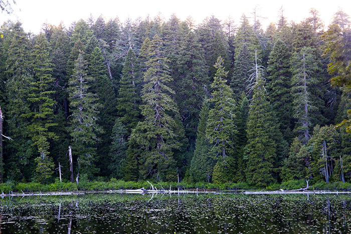 Native Americans Helped Shape The Klamath's Forests For A Millennia Before European Colonization