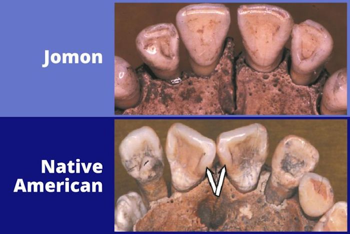 Native American Population Does Not Originate In Japan - Genetics And Skeletal Biology Questioned