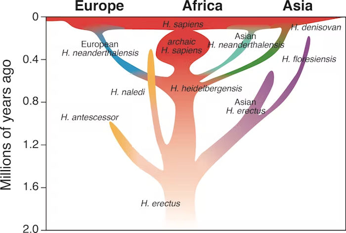 Neanderthals Died Out 40,000 Years Ago, But There Has Never Been More Of Their DNA On Earth