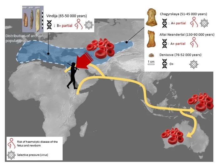 Neanderthal And Denisovan Blood Groups Deciphered And The Results Are Surprising