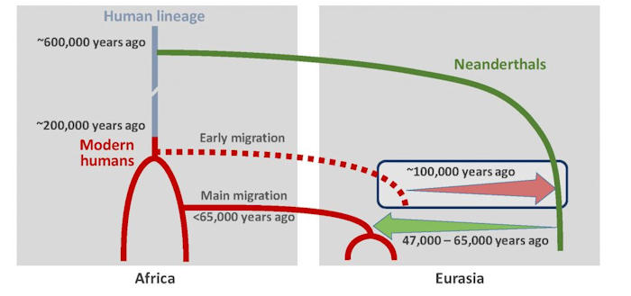 Surprising Gene Flow As Result Of Interbreeding Between Neanderthals And Humans 100,000 Years Ago