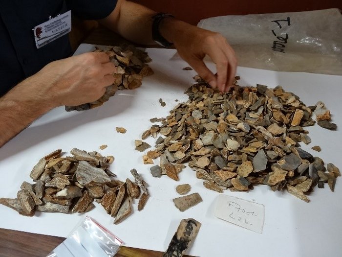 Examining material from the 1970s excavations at the Musée d’archéologie nationale, France. Thousands of bone remains were sorted and 47 new fossil remains belonging to the Neandertal child ‘La Ferrᴀssie 8’ were identified. © Antoine Balzeau – CNRS/MNHN