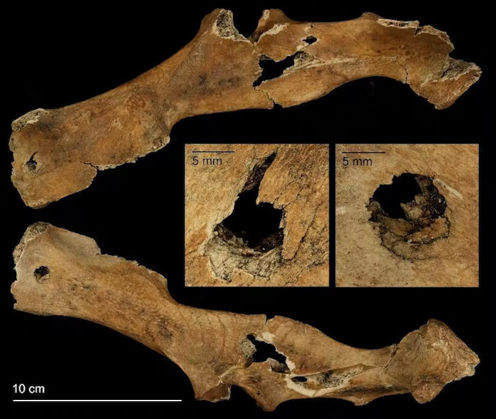 Neanderthals: How A Carnivore Diet May Have Led To Their Demise