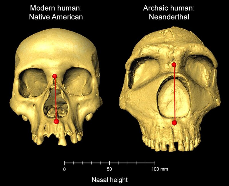 Modern human and archaic Neanderthal skulls side by side, showing difference in nasal height. Credit: Dr Kaustubh Adhikari, UCL