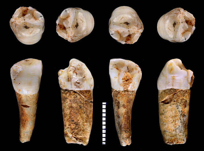 Tooth Enamel Provides Intriguing Clues To Hunter-Gatherer Lifestyle Of Neanderthals