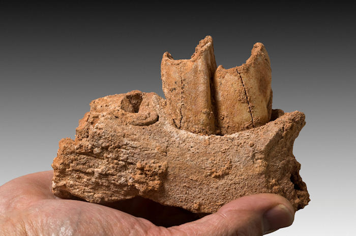 Tooth Enamel Provides Intriguing Clues To Hunter-Gatherer Lifestyle Of Neanderthals