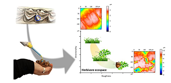 From dental facets to paleoecological reconstructions.