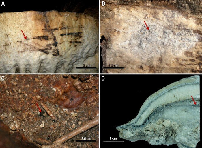 Evidence Humans Have Visited Caves Of Nerja For 41,000 Years - Found!