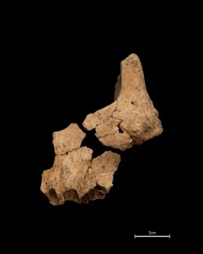 'Face Of First European' - Oldest Fossil Of European Human Ancestor Found At Spain's Atapuerca Archaeological Site