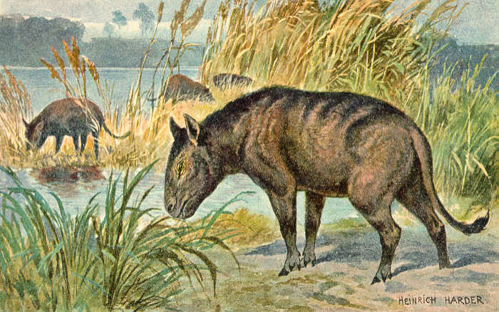 Rare Fossil Of Ancient Dog Species That Lived In Modern-Day San Diego 28 Million Years Ago Discovered By Palentologists