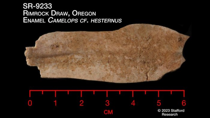 18,000-Year-Old Relics Discovered In Oregon - Oldest Home In North America?