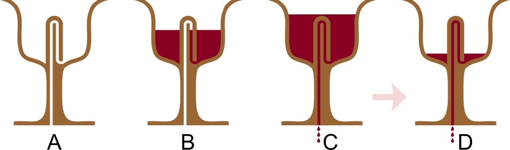 Pythagorean Cup Was A Practical Joke To Punish Greedy Drinkers And It Still Fools People