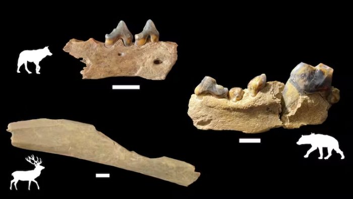 Early Humans Reached Northwest Europe 45,000 Years Ago - New Research Shows