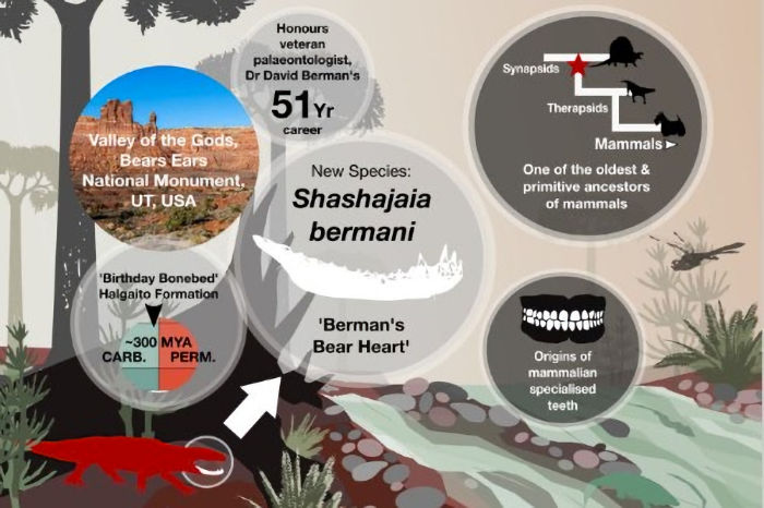 Scientists Found A Link Between Ancient Human Teeth And An Extinct Reptile