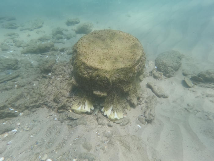 Roman Shipwreck Carrying Enormous, Rare Cargo Of 1,800-Year-Old Marble Artifacts Found