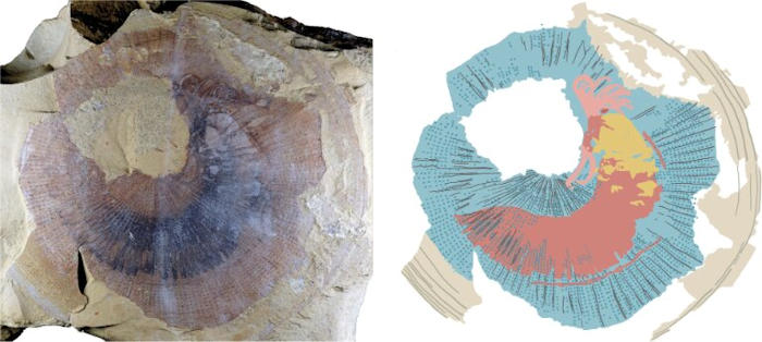 Rare 518-Million-Year-Old Fossils Of An Unusual-Looking Animal Fill A Gap In The Evolution Of Major Animal Groups