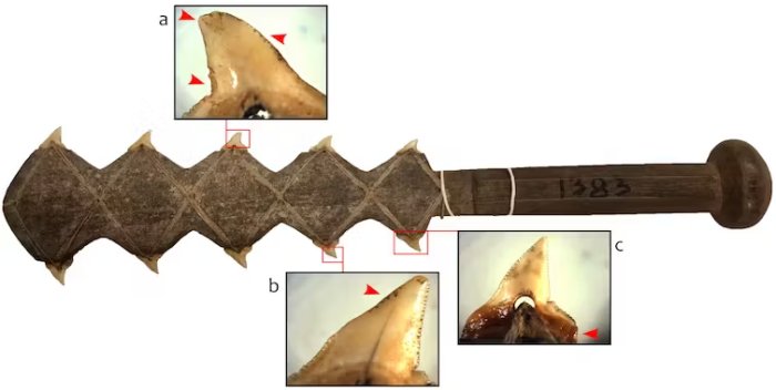 7,000-Year-Old Shark-Tooth Knives Discovered In Indonesia