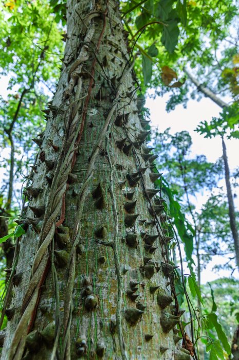 Caribbean Silk Cotton Tree And Its Dangerous Spirits In Myths And Legends