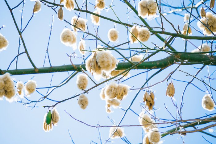 Caribbean Silk Cotton Tree And Its Dangerous Spirits In Myths And Legends