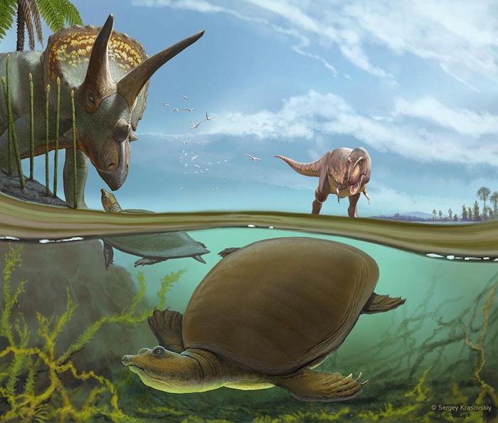 New Species Of Softshell Turtle That Lived In North Dakota 66.5 Million Years Ago With Dinosaurs Discovered