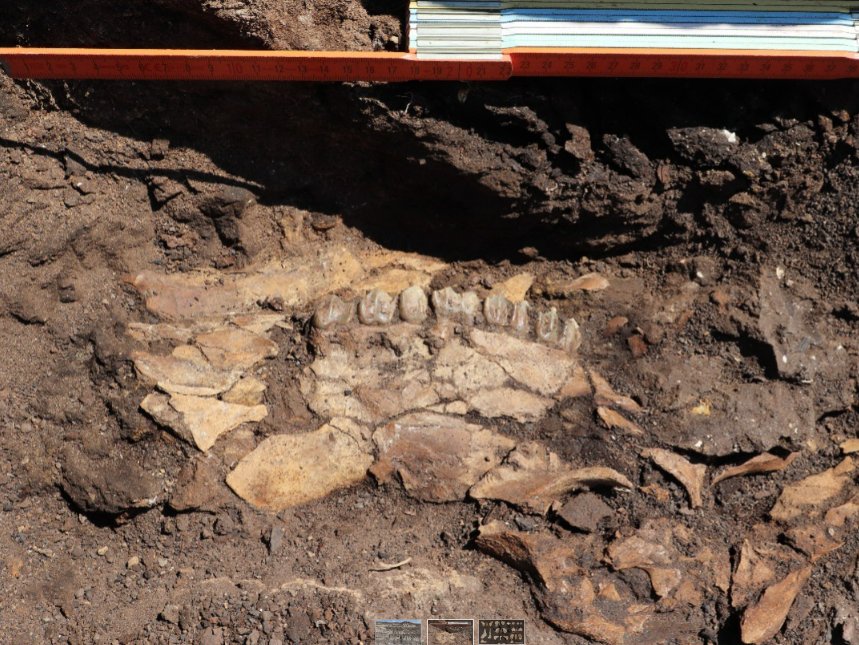 Deer skull, as found by country at Kyparissia site 4. 