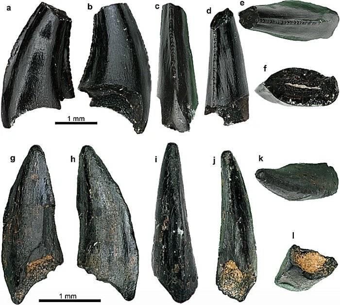 ?Varanus sp. from Hüenerbach. a–f tooth NMB Hüe.1 in lingual (a), labial (b), mesial (c), distal (d), occlusal (e), and ventral (f) views; g–l) tooth NMB Hüe.2 in lingual (g), labial (h), proximal (i), distal (j), occlusal (k), and ventral (l) views