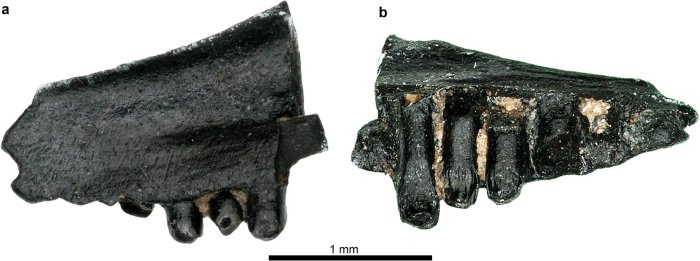 Lacertidae indet. from Hüenerbach. Posterior portion of right maxilla NMB Hüe.3 in labial (a) and ventrolingual (b) views